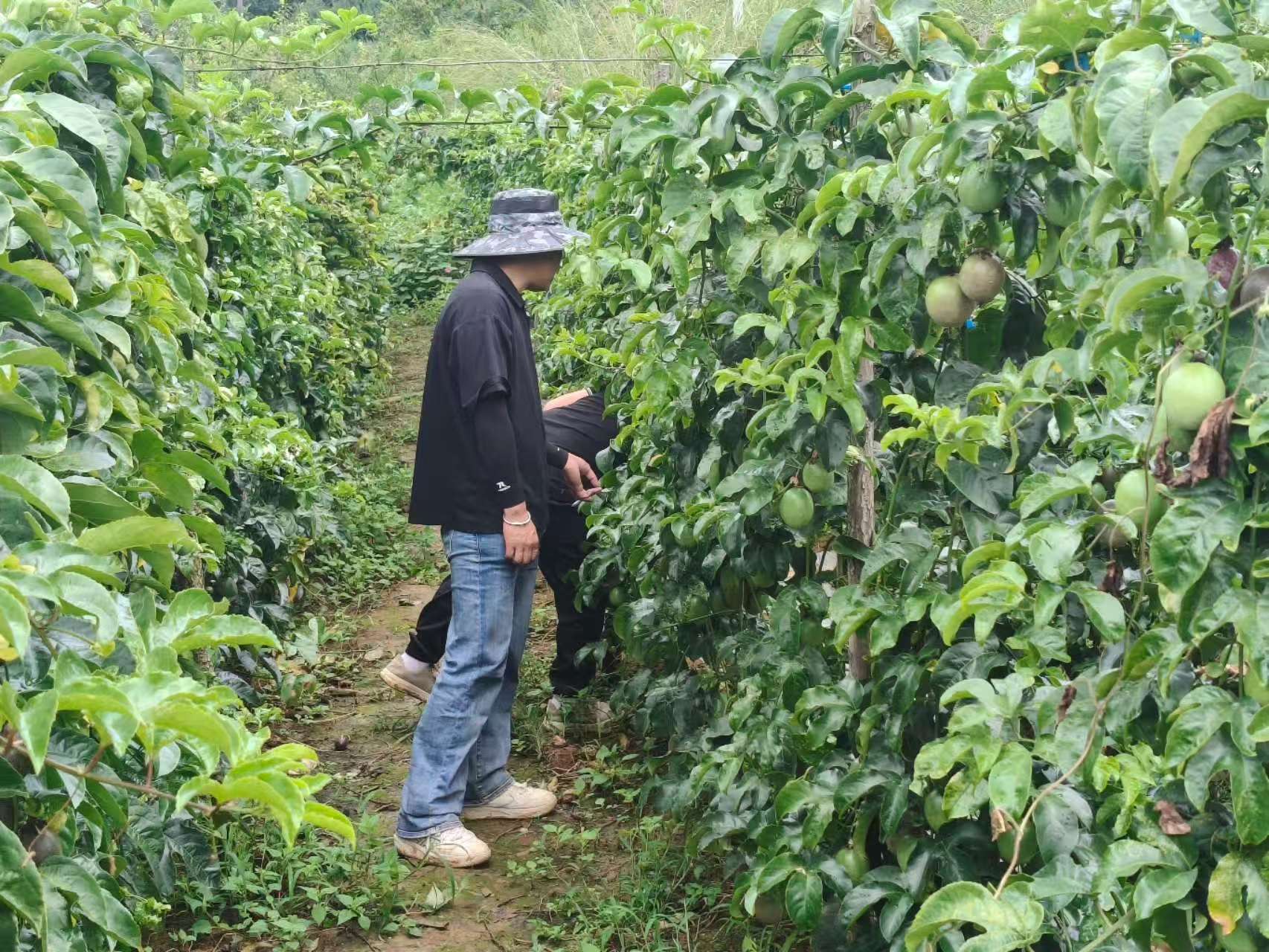 新品种试验示范基地