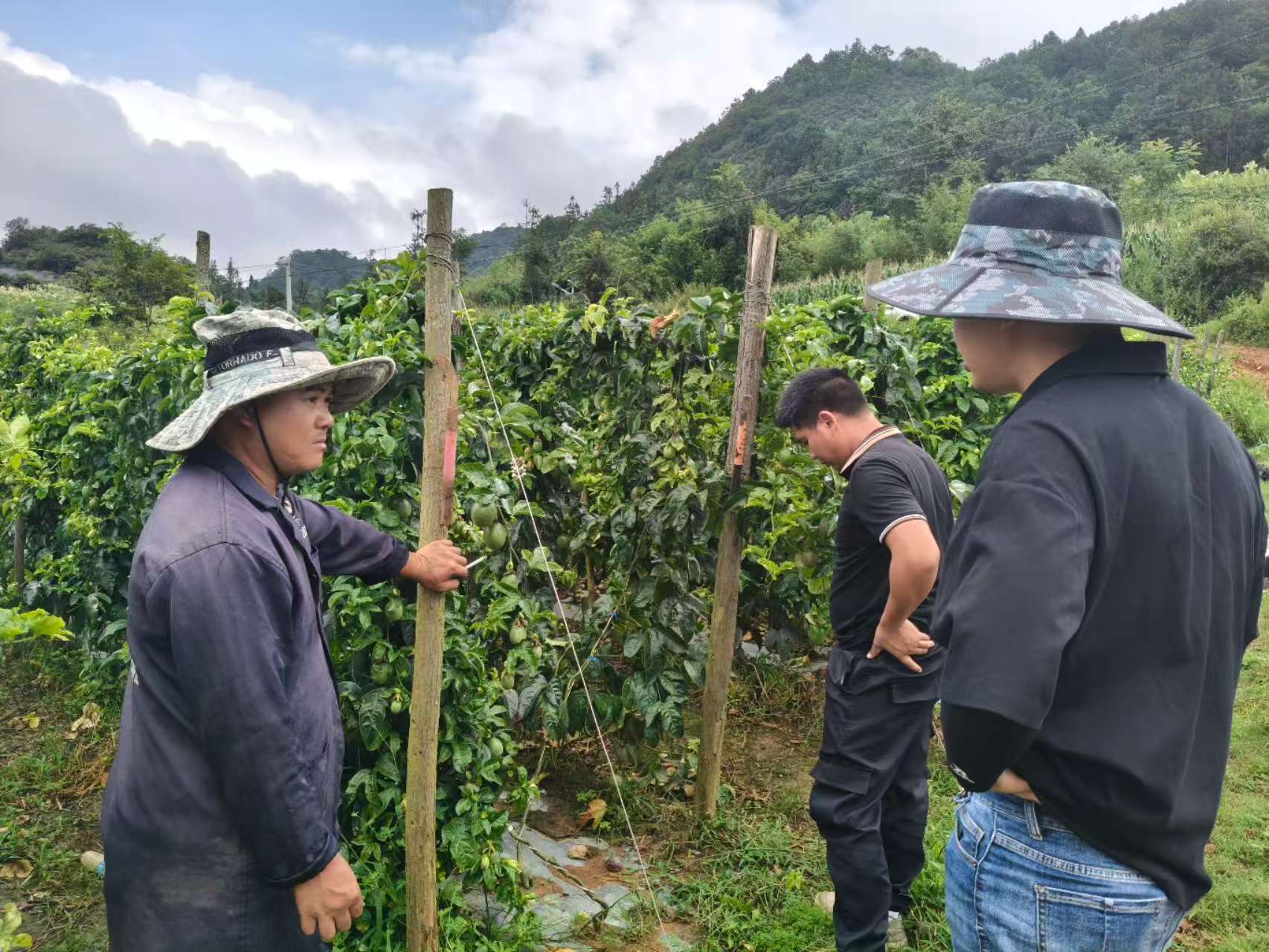 采收与分级